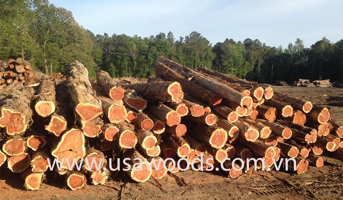 GỖ TUYẾT TÙNG ĐỎ TRÒN (RED CEDAR LOG) GỖ TUYẾT TÙNG ĐỎ TRÒN(RED CEDAR LOG)