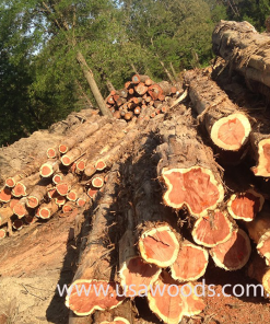 GỖ TUYẾT TÙNG ĐỎ TRÒN (RED CEDAR LOG) GỖ TUYẾT TÙNG ĐỎ TRÒN(RED CEDAR LOG)