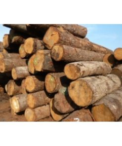 GỖ SỒI TRÒN (OAK LOG)