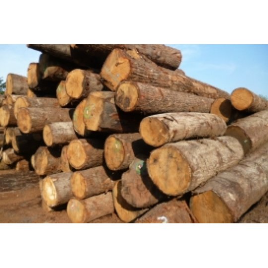 GỖ SỒI TRÒN (OAK LOG) GỖ SỒI TRÒN (OAK LOG)
