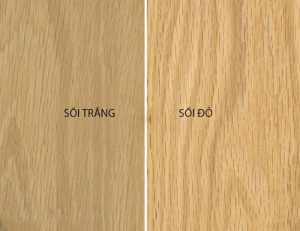GỖ SỒI ĐỎ VÀ GỖ SỒI TRẮNG PHÂN BIỆT GỖ SỒI ĐỎ VÀ GỖ SỒI TRẮNG