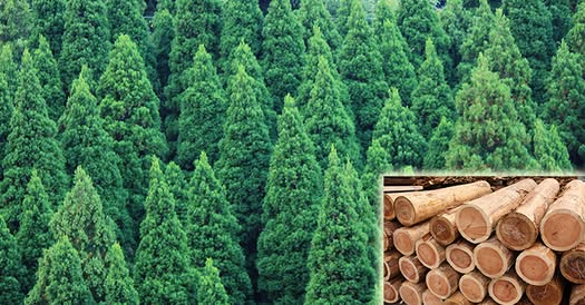 Gỗ Sugi – Gỗ Quý, Gỗ Thơm Tuyết tùng Nhật Bản Gỗ Sugi – Gỗ Quý, Gỗ Thơm Tuyết tùng Nhật Bản