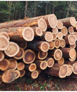 Trang chủ Gỗ Sugi – Gỗ Quý, Gỗ Thơm Tuyết tùng Nhật Bản