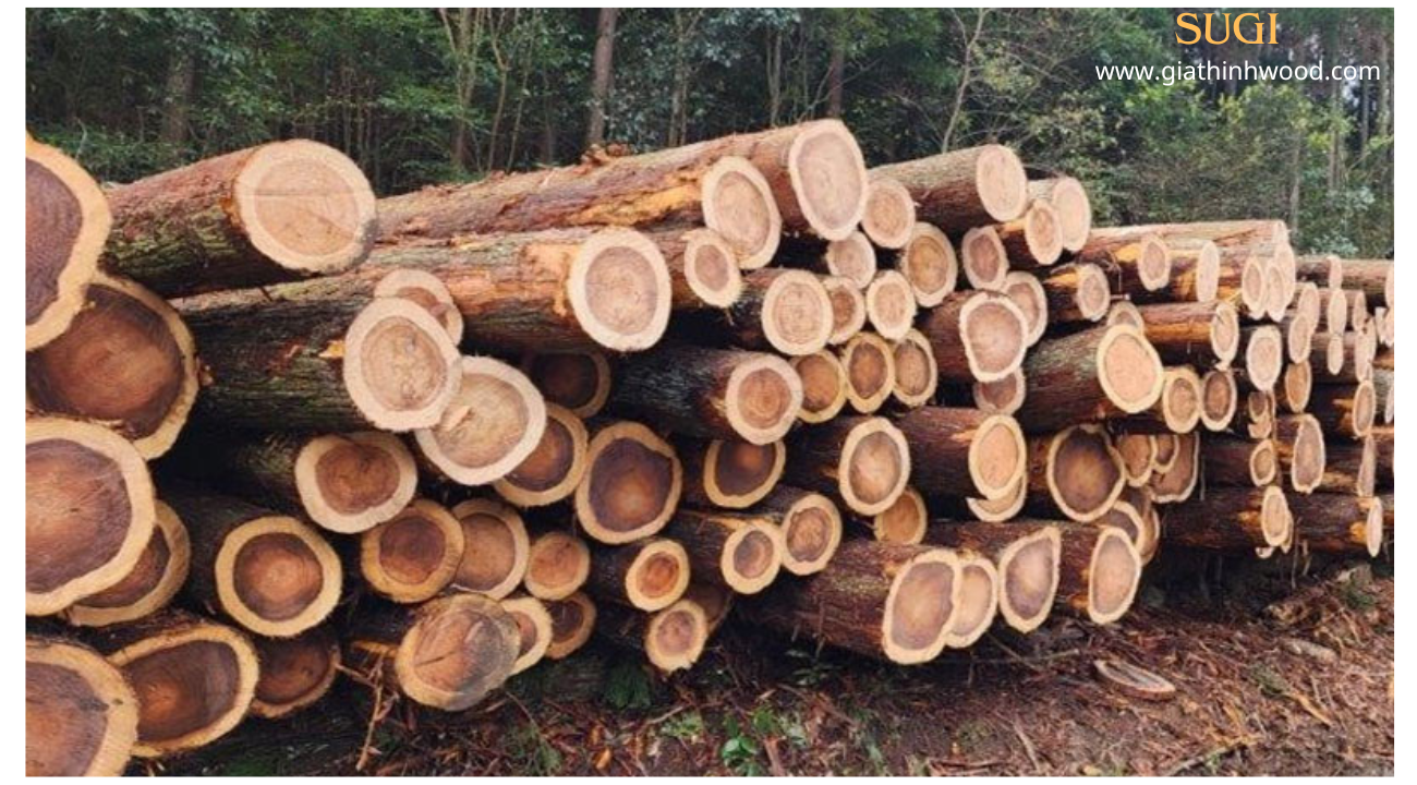 Gỗ Sugi – Gỗ Quý, Gỗ Thơm Tuyết tùng Nhật Bản Gỗ Sugi – Gỗ Quý, Gỗ Thơm Tuyết tùng Nhật Bản