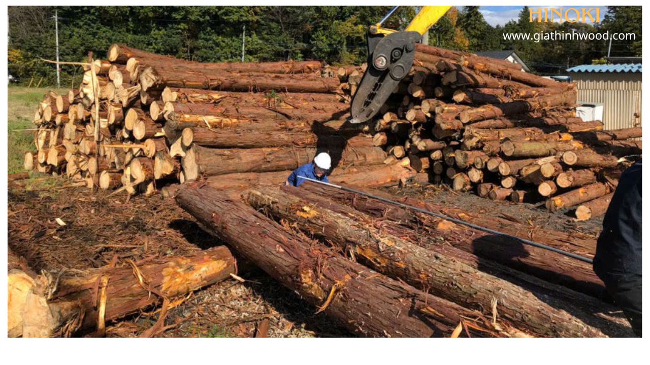 GỖ HINOKI NHẬT GỖ HINOKI NHẬT
